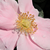 Roze - Bodembedekkende rozen - Satin Haze®
